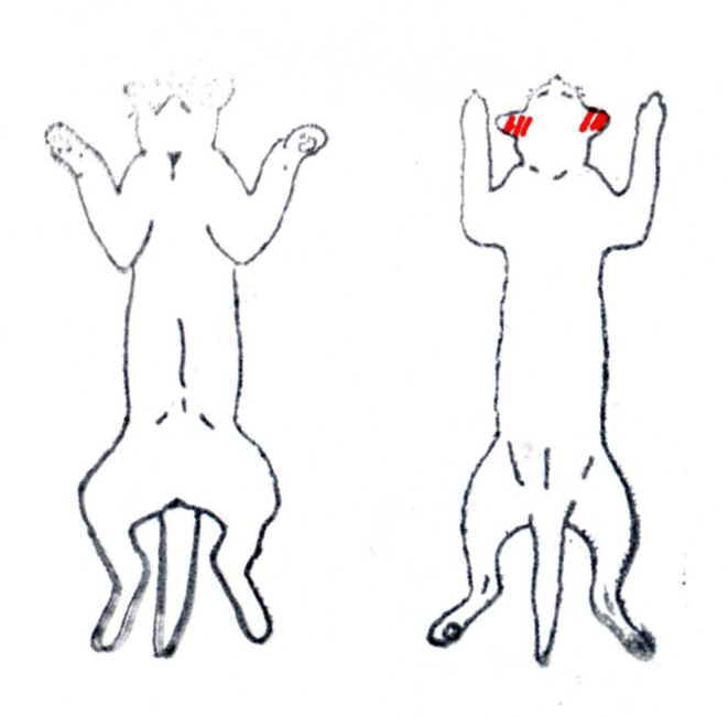 大明気功体験談:『毛根もだめになっていた犬や猫の脱毛が、アルコール+生姜液の塗布により発毛』6